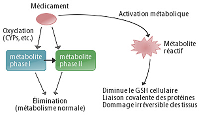 scheme of xenobiotic metabolism