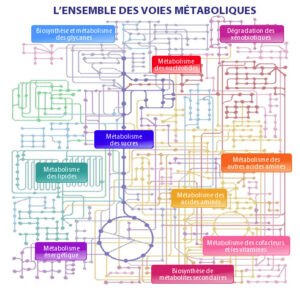 voies métaboliques
